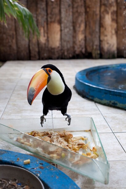 Wolfgang Tillmans, Tukan 2010 © Wolfgang Tillmans 