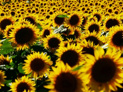 Nothing says heartland more than sunflowers stretching toward the sky