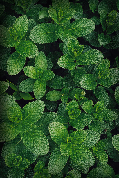 Plantes médicinales. L’Homme de Neandertal savait probablement déjà utiliser la nature et une partie de sa pharmacopée pour palier à ses maux les plus primaires
