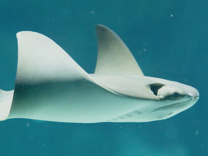 Manta