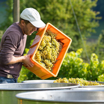 Hoss Hauksson working in a vineyard