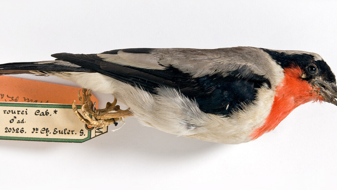 Vögel. Courtesy of Museum für Naturkunde