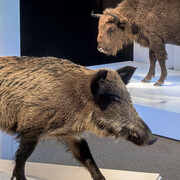 Museum für Naturkunde