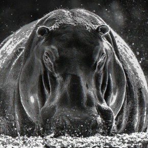 Pride Rock. Courtesy of Maddox Gallery