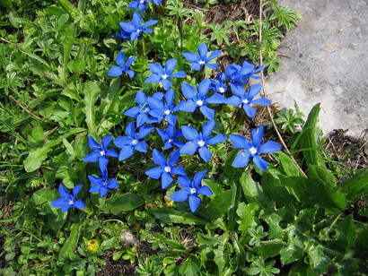 Lo spettacolare paesaggio del Burren conserva meraviglie botaniche assolutamente uniche. Foto di Enzo Valenti