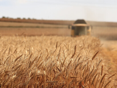 Wheat is a large crop necessary for the world food supply