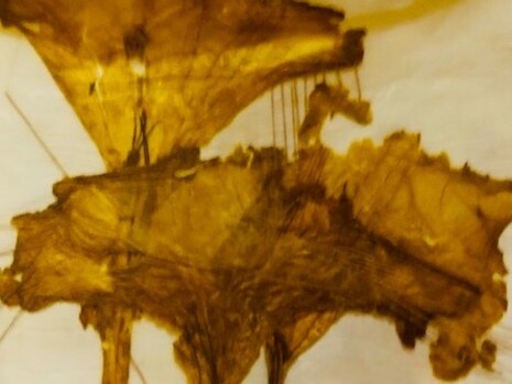 Libro Sin Carátula (fragmento), Dinorah Carballo, 2000