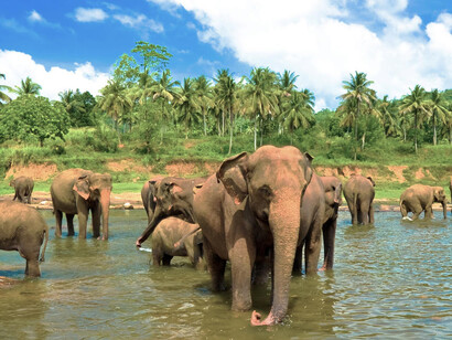 Elephants bathing