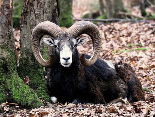 Nel 2019 il progetto Life Let’s go Giglio prevede l'eradicazione del muflone dalle isole del Giglio e d’Elba, perché la specie è invasiva