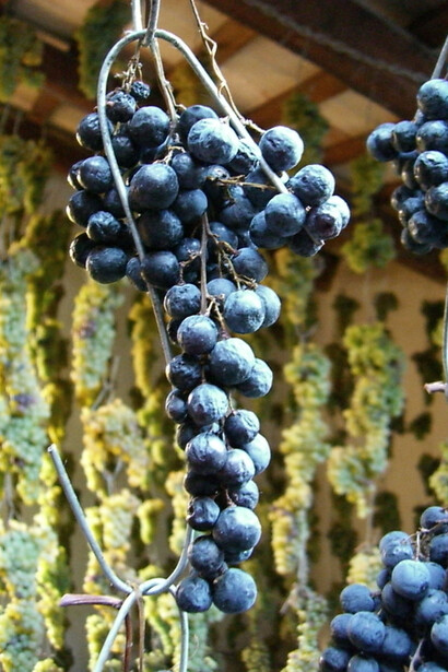 Disidratazione delle uve