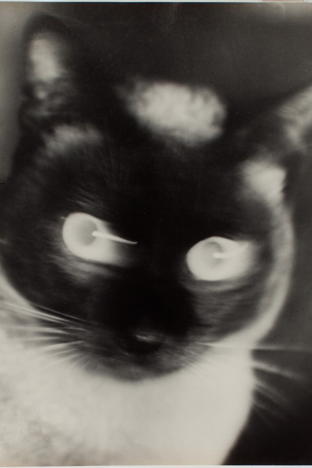 Otto Umbehr “Katz” - Cat 1927 The Sir Elton John Photographic Collection © Phyllis
Umbehr/Galerie Kicken Berlin/ DACS 2016