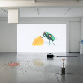 Carsten Höller, Turn, fly, fall, fly, exhibition view. Courtesy of Galerie Micheline Szwajcer