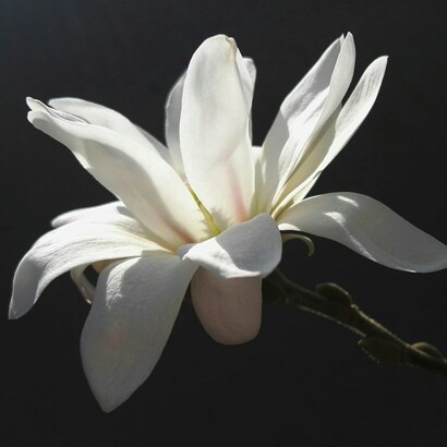 Nadia Muscialini ha scelto fin da subito di occuparsi della psiche, spinta dall’interesse per la salute mentale e dal fermento culturale dell’epoca