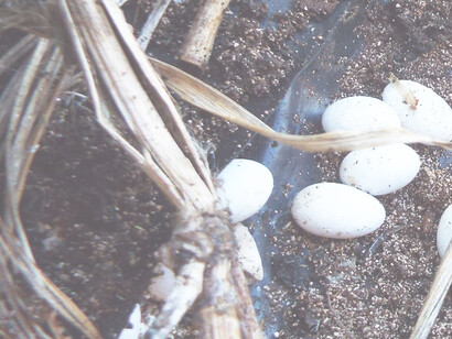 Los huevos de serpiente simbolizan el ultraliberalismo. Huevos de elizón sobre un hábitat de hierba de amor variable, Haití