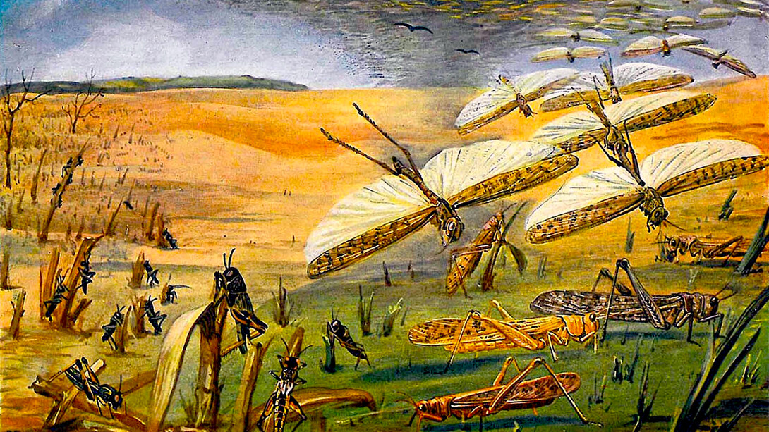 Ilustración de una nube de langostas aparecida en un toma de la Meyers Konversations-Lexikonen 1913