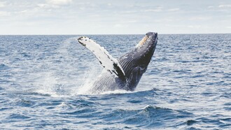 Ballena