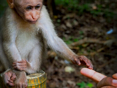 Author with monkey juvenile, Athirapally Falls 7.11.2023 @ Emilia Lewartowska