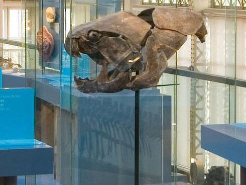 Gallery of Evolution. Courtesy of Royal Belgian Institute of Natural Sciences