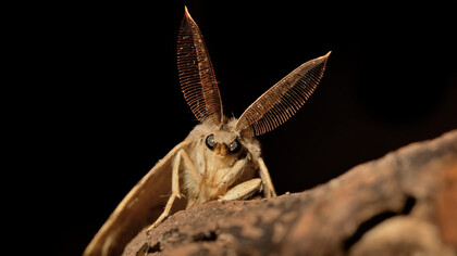 Todo el día he tenido la sensación de que alguien me observa por atrás. Cuando me vuelvo a mirar a mis espaldas, no hay nadie