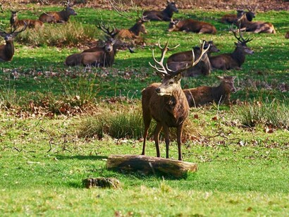 Richmond Park, Londres. Un ciervo en el parque
