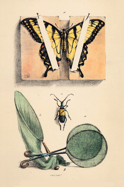 Papilio extendido, cerambicido y equipo entomológico