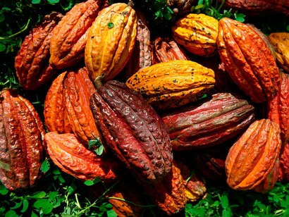 El colorido del cacao