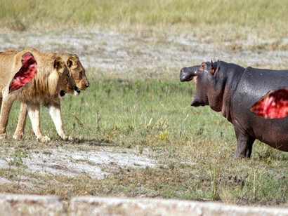 Gli animali non esitano quando hanno da un lato una bella preda da cacciare e dall’altro lato un nemico pericoloso da evitare