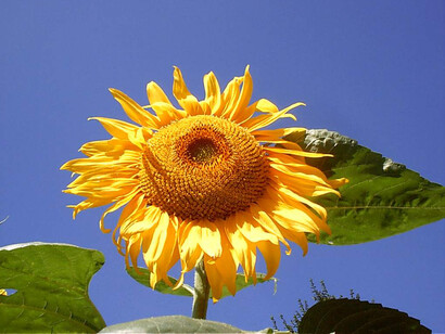 La forza del sole