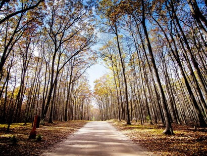Il sentiero nel bosco: "Caminante, no hay camino, se hace camino al andar"