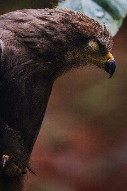 Las cuatro están vivas. Demasiado vivas para habitar carne tan débil