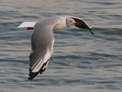 Grey-headed Gull adult in breeding plumage © Gehan de Silva Wijeyeratne