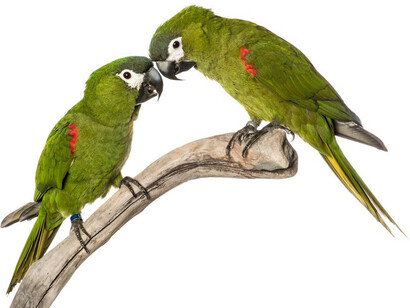 Ara. Courtesy of Museum of Natural History