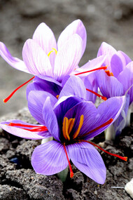 Fiori di zafferano