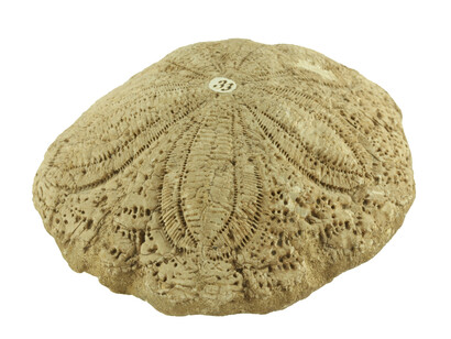 Woodwardian Collection. Courtesy Sedgwick Museum