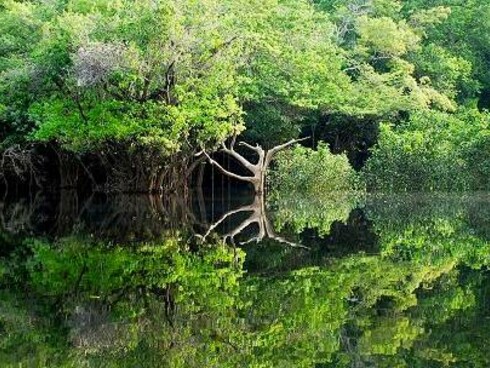 Paesaggio amazzonico a ovest di Manaus, Brasile