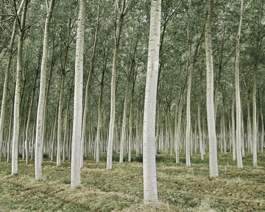 Pattern in Landscape. Courtesy of Front Room