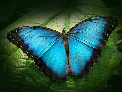 Alguna vez quise ser mariposa y recorrer todos los caminos para descubrir la belleza y bondad que resplandecía en ellos