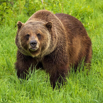 Gli animali arrivano sempre più vicini e
scappano sempre meno alla vista dell’uomo