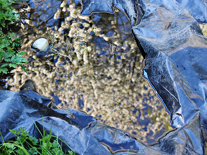 Alive Flora, Light, and Water in the Seattle Landscape. Courtesy of Frye