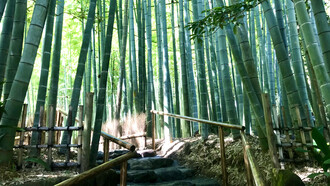 Houkokuji Temple © Alma Reyes