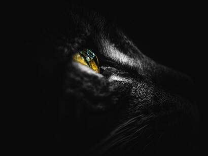 Gatto nero. Origini e significati nascosti di superstizioni comuni: un viaggio nel passato culturale umano