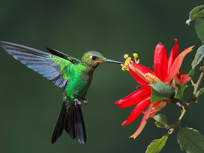Un colibrì mentre sugge il nettare da un fiore