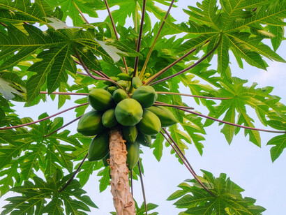 Planta de lechosas