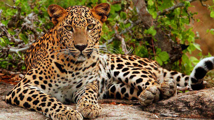 A leopard in Yala Park, Sri Lanka