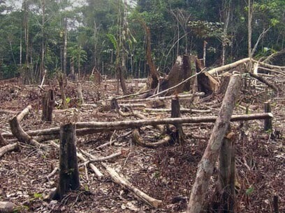 En la actualidad, la deforestación está directamente relacionada con las actividades industriales para la expansión de la frontera agrícola