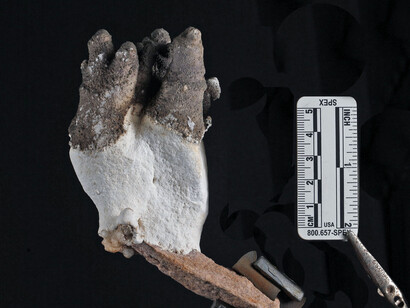 Bioespeleotema
