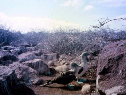 Galápagos, Seymour,  sule piediazzurri 

