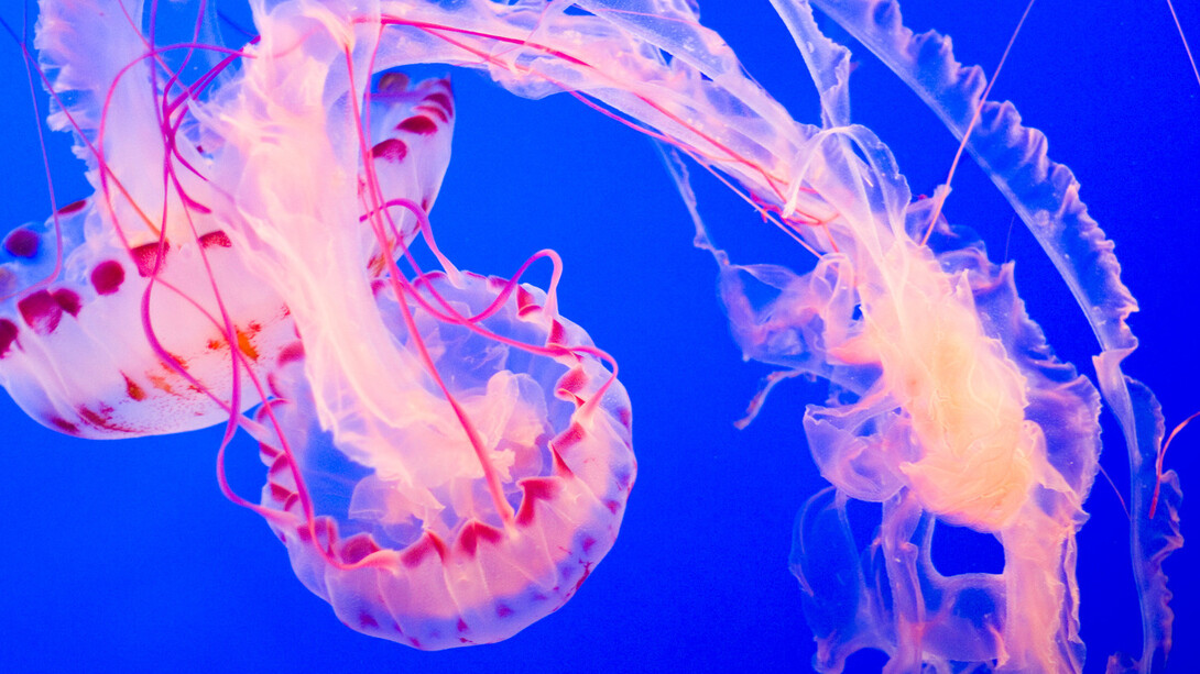 Medusa della famiglia Phylum Cnidaria