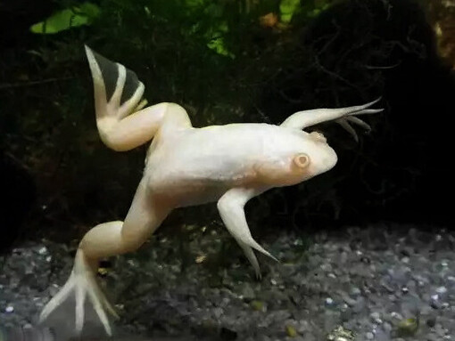 Xenopus laevis is an important model organism in evolutionary developmental biology studies