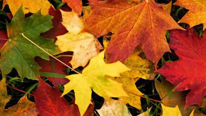 Hojas por el suelo en un día de otoño